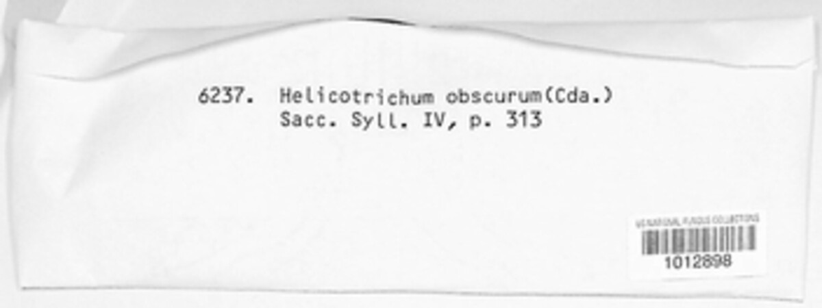 Circinotrichum image